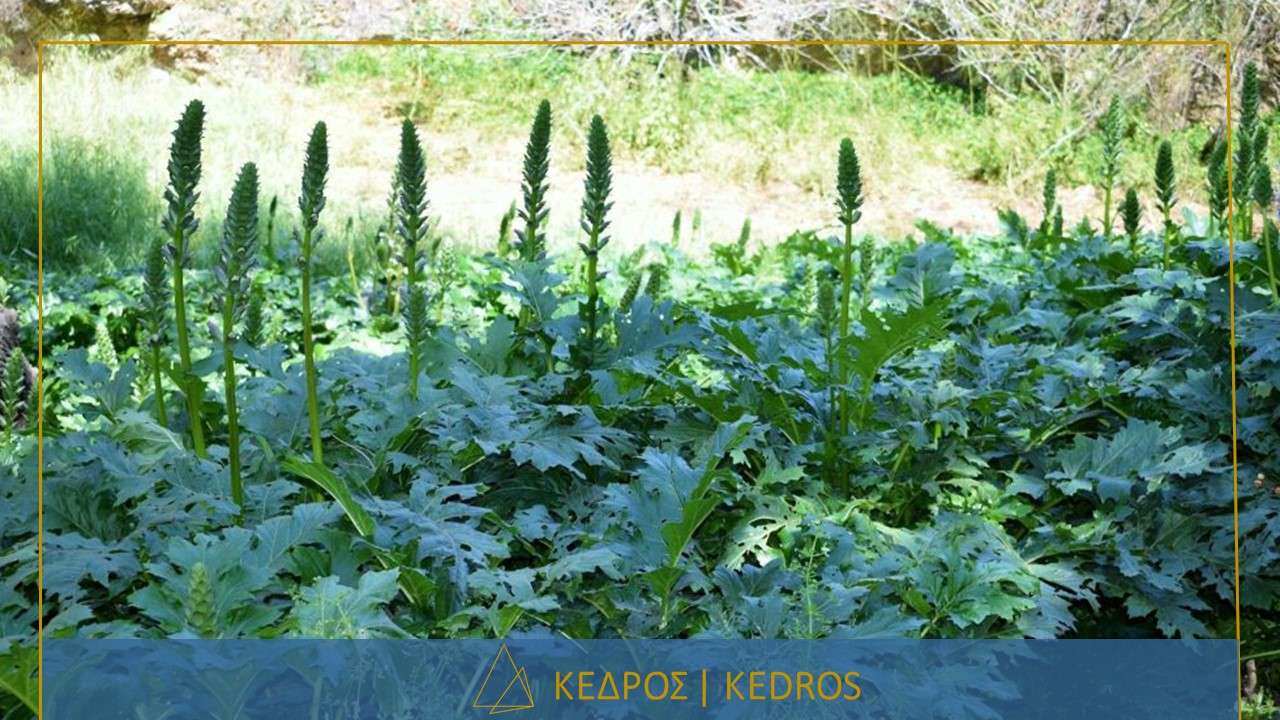 Μυστικός Ιλισσός